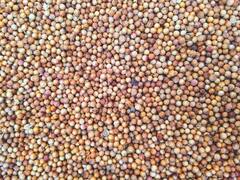 Mustard Seeds Benefits : मोहरीचे दाणे आरोग्यासाठीच नाही तर त्वचेसाठीही गुणकारी; अनेक समस्यांवर रामबाण उपाय