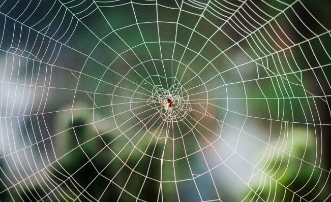 कोळी जाळं: घरात कोळ्यांचं जाळं असल्यास ते त्वरित काढून टाकावं, यामुळेही वाईट गोष्टी घडतात.