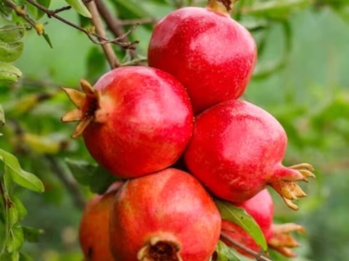 Kota Farmers successful experiment of guava And anaar cultivation in Sangod Ramganjmandi ANN Kota: परंपरागत खेती के साथ अब बागवानी की ओर बढ़ रहे कोटा के किसान, होगी अमरूद और अनार की बंपर पैदावार