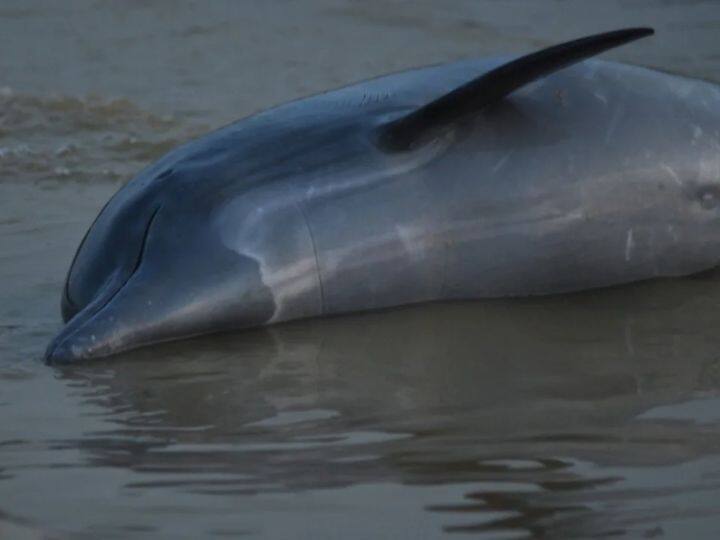 Brazil Amazon River Rainforest 100 Dolphins Death Due To Drought And Heat ब्राजील के अमेजन नदी में 100 Dolphins की मौत, हजारों मछलियों के मिले शव, आखिर क्या है इस त्रासदी का कारण?