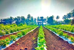 Success Story : फक्त 10 गुंठ्याच्या वांग्याच्या शेतीत मिळवला लाखोंचा नफा