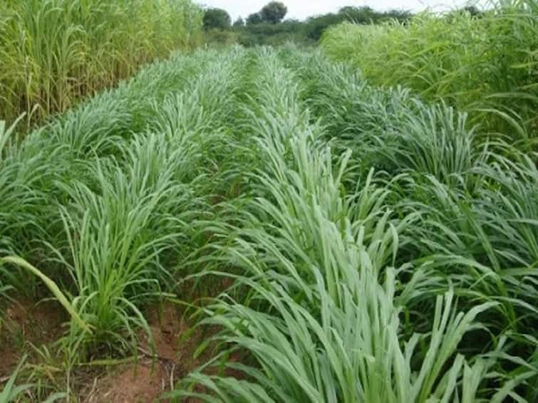 Farmers of Kumbakonam produce healthy fodder by receiving natural fertilizer provided by the Corporation TNN மாநகராட்சி வழங்கும் இயற்கை உரத்தை பெற்று ஆரோக்கியமான தீவனப்புல் உற்பத்தி செய்யும் கும்பகோணம் விவசாயிகள்