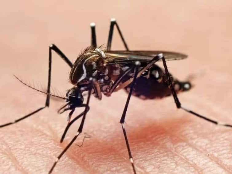 It has been officially reported that 1,000 people have died from dengue fever in Bangladesh since the beginning of 2023. Bangladesh: 112 குழந்தைகள்; மொத்தம் 1000: வங்கதேசத்தில் டெங்குவால் அதிகரிக்கும் உயிரிழப்பு