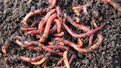 மண்வளத்தை பெருக்க மண்புழு உரம் தயாரிப்பது, பயன்படுத்துவது விவசாயிகளின் கடமை