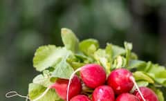 Radish Leaves Benefits: ফেলে দিলে ভুল করবেন, মুলো শাকের গুণাগুণ অনেক