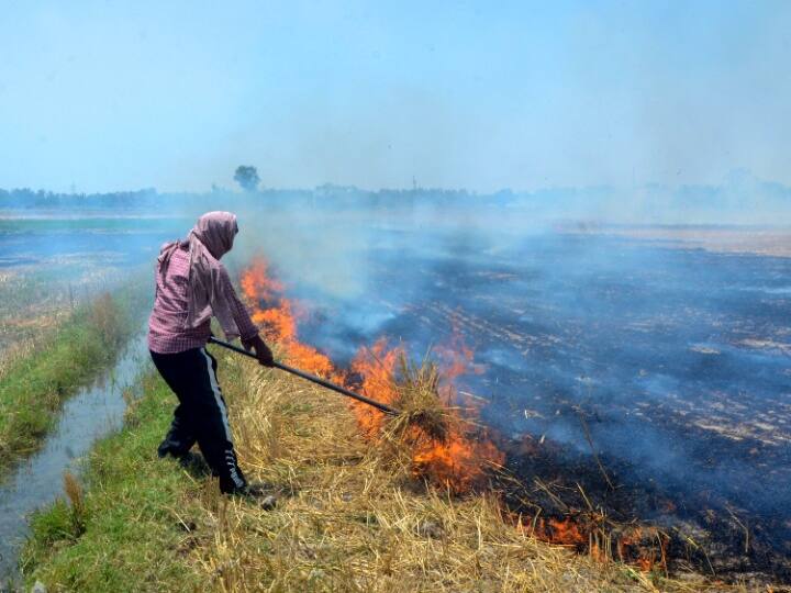 Punjab Stubble Burning Case Highest 381 incidents Recorded In Amritsar Punjab News: पंजाब में अभी भी धड़ल्ले से जलाई जा रही पराली, इस जिले में आए सबसे ज्यादा मामले