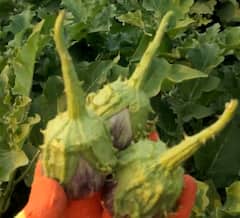 Success Story : फक्त 10 गुंठ्याच्या वांग्याच्या शेतीत मिळवला लाखोंचा नफा