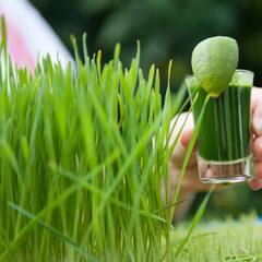 Wheat Grass Benefits : ਕਈ ਬਿਮਾਰੀਆਂ ਲਈ ਰਾਮਬਾਣ ਹੈ ਵ੍ਹੀਟ ਗ੍ਰਾਸ