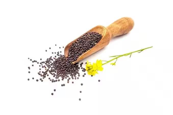 સરસવના દાણા: સરસવના નાના દાણામાં ઘણા પ્રકારના પોષક તત્વો જોવા મળે છે. તેમાં વિટામિન એ, બી કોમ્પ્લેક્સ, વિટામિન સી, ઘણા ખનિજો, કેલ્શિયમ અને મેગ્નેશિયમ ભરપૂર માત્રામાં જોવા મળે છે. આ તમામ કામ ચયાપચયને ઝડપી બનાવીને ઉર્જાનું ઉત્પાદન વધારવા માટે કરે છે.