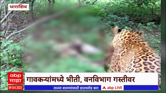 Dharashiv Leopard : धाराशिवच्या वडगाव सिद्धेश्वर परिसरात बिबट्याचे दर्शन ABP Majha