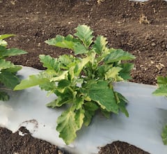 Success Story : फक्त 10 गुंठ्याच्या वांग्याच्या शेतीत मिळवला लाखोंचा नफा