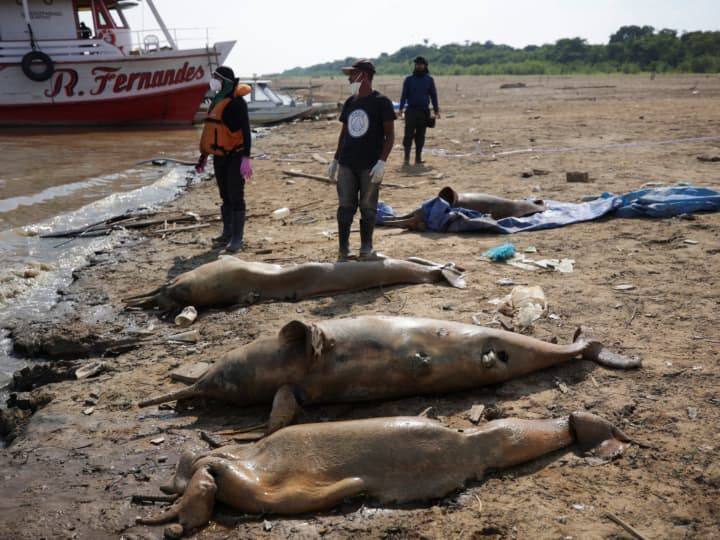 Dolphins Death: ब्राजील की नदियों में लगातार डॉल्फिन्स की मौत हो रही है, पिछले दिनों नदियों के किनारे कई डॉल्फिन के शव देखे गए.