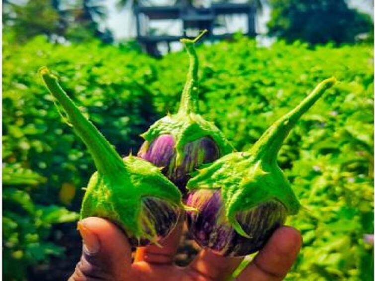 agriculture news Success Story Indapur farmer made progress from Aubergine farm Success Story : फक्त 10 गुंठ्यात वांग्याची शेती, नफा मिळवतोय लाखोंचा; युवा शेतकऱ्याचा यशस्वी प्रयोग