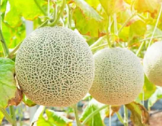 जगातील सर्वात महागड्या फळांच्या यादीत युबरी खरबूजाचे नाव आघाडीवर आहे. हे खरबूज फक्त जपानमध्ये घेतले जाते.