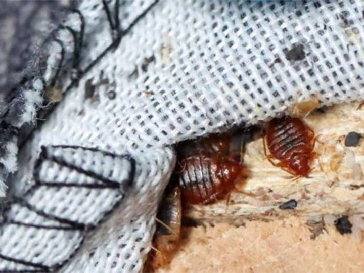 France battles invasion of bedbugs, spotted everywhere in the cities ఫ్రాన్స్‌కి చుక్కలు చూపిస్తున్న నల్లులు, బస్సులు రైళ్లు హోటళ్లు ఎక్కడ చూసినా అవేనట!