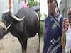 Buffalo Swallows 'Mangalsutra' Worth Rs 1.5 Lakh, Here's How It Was Retrieved