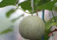 Fruits : युबारी खरबूज जगातील सर्वात महाग फळ, किंमत एकूण व्हाल थक्क