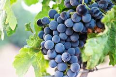 Benefits Of Grapes: काळी द्राक्ष खाण्याचे फायदे माहीत आहेत का? पाहा असंख्य फायदे