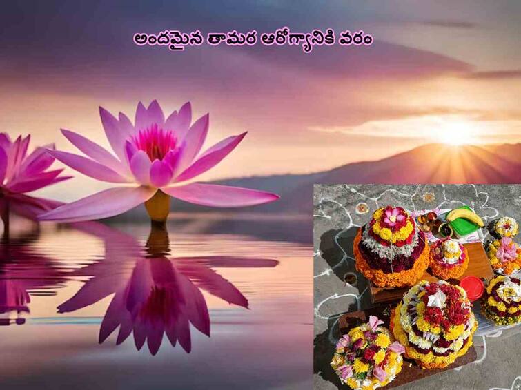 Bathukamma 2023: ayurvedic secrets and health benefits of lotus Bathukamma 2023: తామర పూలు బతుకమ్మ అలంకరణకే కాదు ఆరోగ్యానికి కూడా!