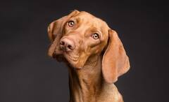 Zodiac Signs: মানুষ দেখে বরং নাক সিঁটকোন, পোষ্যের সঙ্গেই ভাল জমে এই রাশির জাতকদের