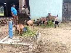 Chhattisgarh: जल जीवन मिशन योजना की बदहाल तस्वीर, नल कनेक्शन की पाइप से लोग बांध रहे मवेशी