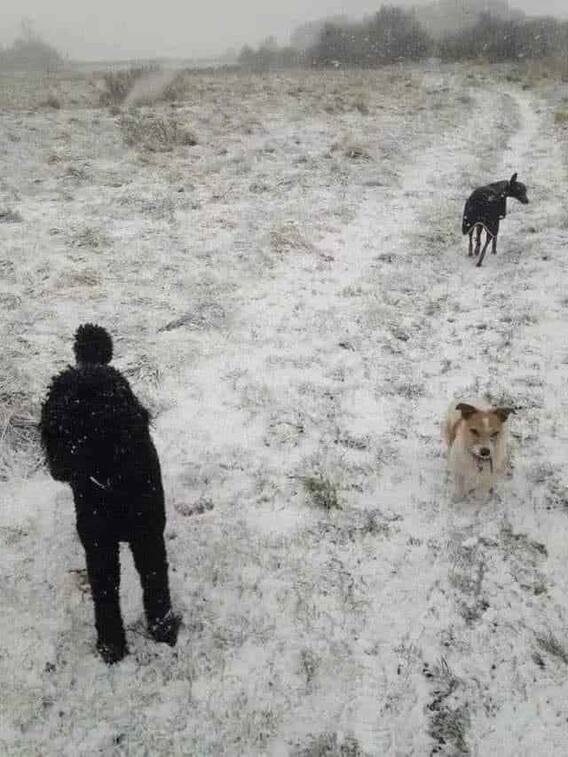 इस फोटो में छिपे हैं तीन कुत्ते, तेज है आपकी नजर तो खोजिए