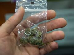 महाराष्ट्र के यवतमाल में खेतों में उगाई गई 10 क्विंटल से अधिक भांग पुलिस ने की जब्त, जानें कीमत