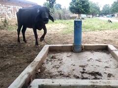 Chhattisgarh: जल जीवन मिशन योजना की बदहाल तस्वीर, नल कनेक्शन की पाइप से लोग बांध रहे मवेशी