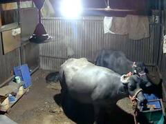 विकृतीचा कळस! नराधमाने रेडकाचे पाय बांधले, मारहाण केली, मालकाने CCTV पाहिला अन् धक्कादायक बाब समोर