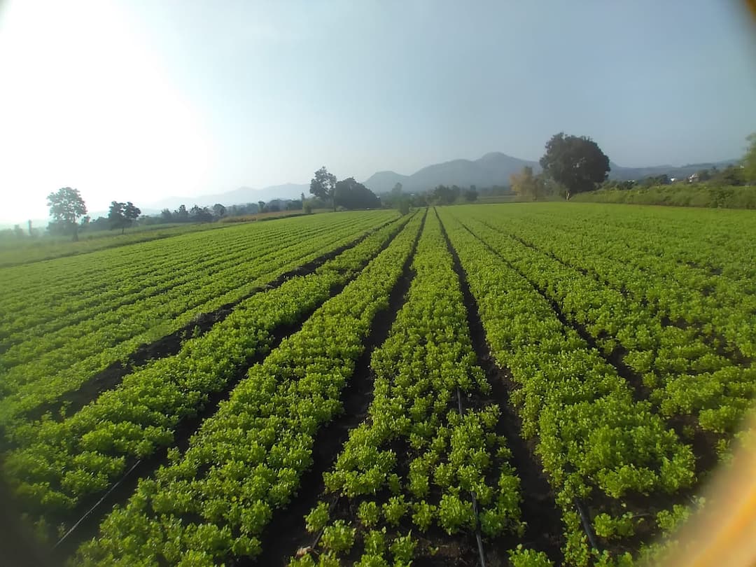 Agriculture News Success Story The farmer earned huge profit from