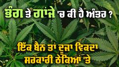 Hemp: ਭੰਗ, ਗਾਂਜੇ ਤੇ ਚਰਸ ਕੀ ਹੈ ਅੰਤਰ, ਇੱਕ ਗ਼ੈਰ ਕਾਨੂੰਨੀ ਤੇ ਦੂਜਾ ਕਿਉਂ ਵਿਕਦਾ ਸਰਕਾਰੀ ਠੇਕਿਆਂ 'ਤੇ ?