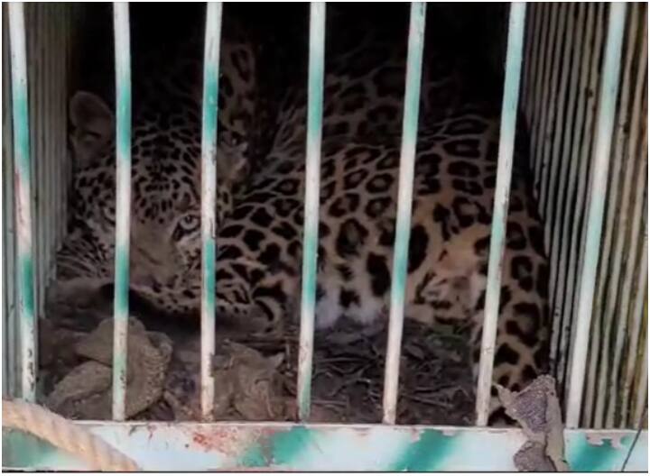 Rudraprayag forest department team captured Dangerous Guldar in a cage After Child murder ANN Uttarakhand News: रुद्रप्रयाग में वन विभाग को मिली बड़ी कामयाबी, मासूम बच्ची को मारने वाला गुलदार पिंजरे में कैद