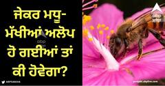 Viral News: ਜੇਕਰ ਮਧੂ-ਮੱਖੀਆਂ ਖ਼ਤਮ ਹੋ ਜਾਣ ਤਾਂ ਸਿਰਫ 5 ਸਾਲ ਤੱਕ ਜੀਵੇਗਾ ਇਨਸਾਨ, ਆਈਨਸਟਾਈਨ ਦੇ ਖੁਲਾਸੇ ਨੇ ਉਡਾਏ ਹੋਸ਼