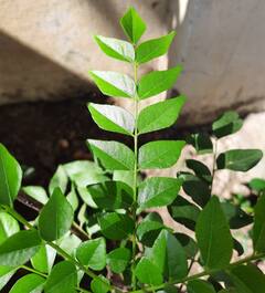 Curry Leaves Water : कढीपत्ता पाणी पिणे फायदेशीर की हानिकारक? पाहा