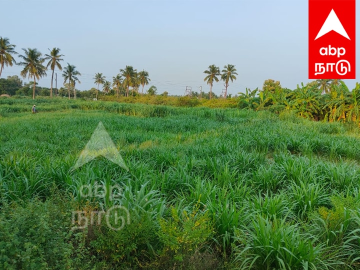 Agriculture : விழுப்புரத்தில் கால்நடை தீவனப்புல் சாகுபடியில் அதிக லாபம் - அசத்தும் பட்டதாரி இளைஞர்