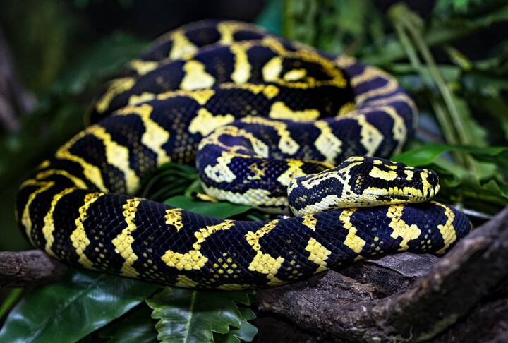 डब्ल्यूएचओच्या मते, बहुतेक विषारी सापांनी चावल्यानंतर मृत्यूचा धोका नसतो. मात्र चावलेल्या व्यक्तीला कोणत्याही  ठिकाणी नेण्यासाठी तात्पुरते स्ट्रेचर वापरा.