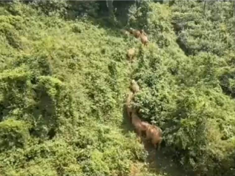 WATCH: Forest Officials Use Drone To Monitor Elephant Movement In TN's Nilgiris Amid Human-Animal Conflict WATCH: Forest Officials Use Drone To Monitor Elephant Movement In TN's Nilgiris Amid Human-Animal Conflict