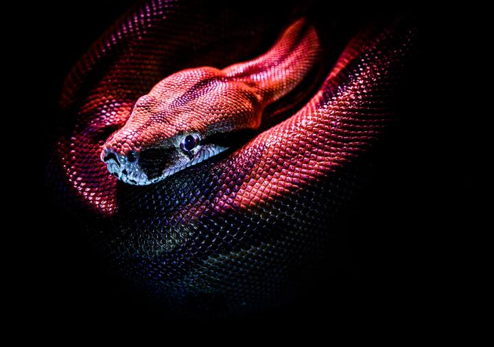 जगभरात दरवर्षी अंदाजे 5 दशलक्ष साप चावल्याचा अभ्यासाचा अंदाज आहे. यापैकी 81,000 ते 138,000 लोकांचा मृत्यू होतो आणि सुमारे 400,000 लोकांना  कायमचे अपंगत्व येते.