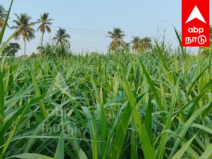 Agriculture : விழுப்புரத்தில் கால்நடை தீவனப்புல் சாகுபடியில் அதிக லாபம் - அசத்தும் பட்டதாரி இளைஞர்