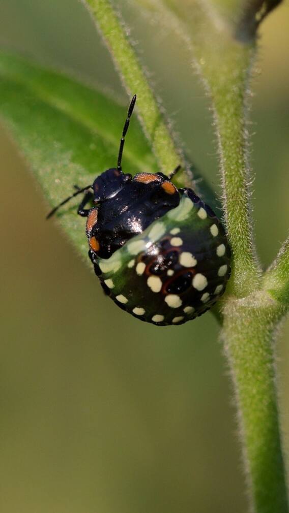 ছারপোকার উপদ্রব? দূর করুন এই উপায়ে