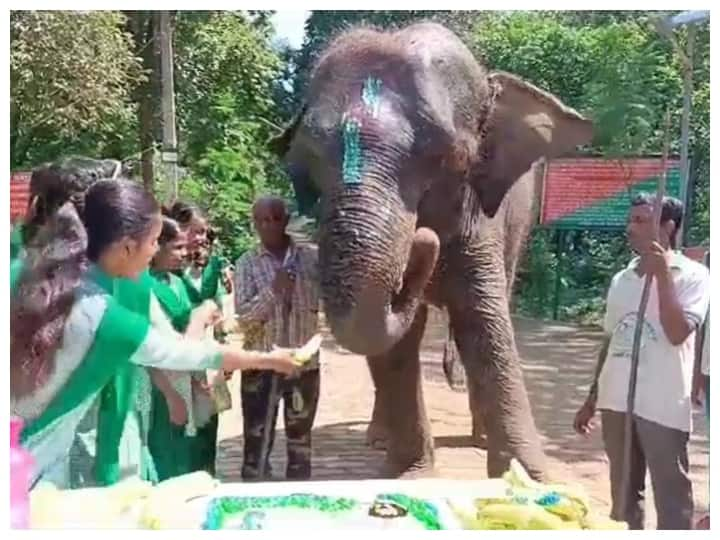 सरायकेला जिले में केक काटकर मनाया गया हथिनी का जन्मदिन, वन अधिकारी रहे मौजूद