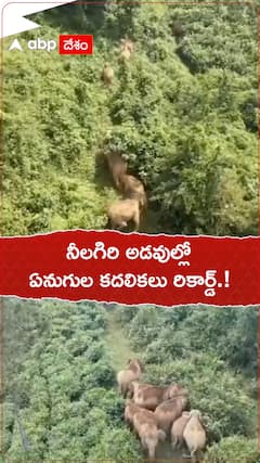 నీలగిరి అడవుల్లో ఏనుగుల కదలికలు.!