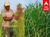 Agriculture : விழுப்புரத்தில் கால்நடை தீவனப்புல் சாகுபடியில் அதிக லாபம் - அசத்தும் பட்டதாரி இளைஞர்