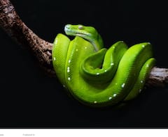 Snake Bite First Thing To Do : साप चावला आहे? वैद्यकीय मदत मिळण्याकरता देखील उशीर होत आहे? करा 'हे' उपाय