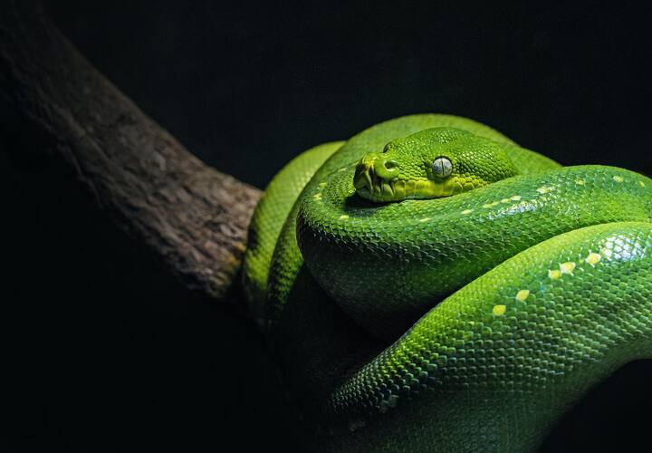 सापाचे विष शरीराच्या इतर भागात पसरू नये यासाठी तातडीने प्रयत्न केले पाहिजेत. यासाठी ती जागा घट्ट बांधावी.