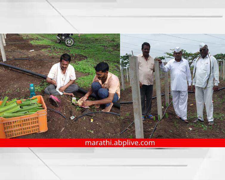 Nashik Latest News Farmers Success Story Dragon fruit farming experiment while studying on google, youtube maharashtra news Nashik Farmers : गुगल, युट्युबला जवळ केलं! नाशिकच्या शेतकऱ्याचा ड्रॅगन फ्रुट शेतीचा भन्नाट प्रयोग, दुष्काळावर केली मात 
