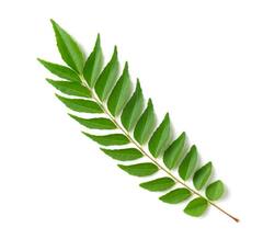 Curry Leaves Water : कढीपत्ता पाणी पिणे फायदेशीर की हानिकारक? पाहा