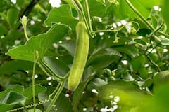 Lifestye:ডায়াবিটিস মোকাবিলায় কেন ভরসা লাউয়ের 'জুস'-এ?