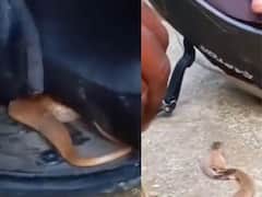 Viral Video: హెల్మెట్‌లో దూరిన బుల్లి కోబ్రా, హడలిపోయిన బైకర్ - వైరల్ వీడియో