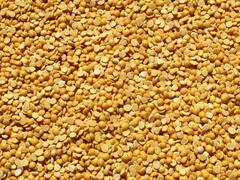 diabetes : मधूमेहाच्या रुग्णांनी तूरडाळ का खावी? जाणून घ्या याचे फायदे